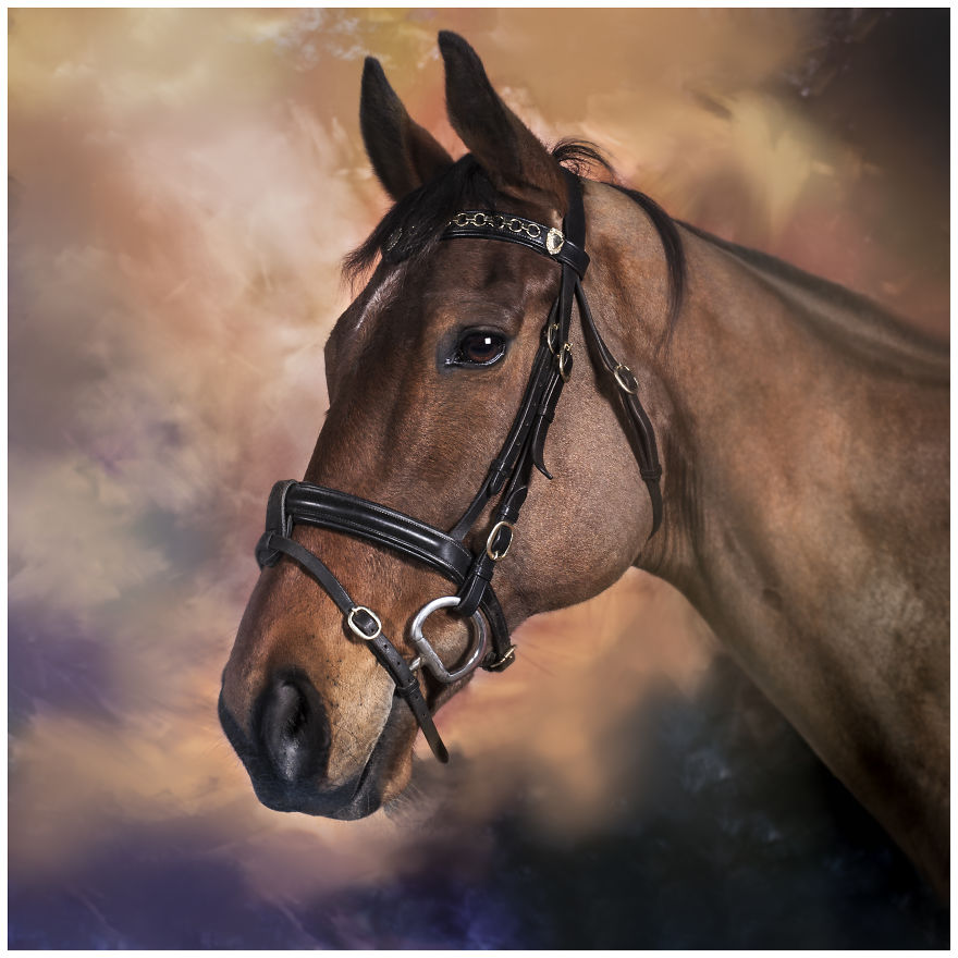 Photographer Creates Colourful Portraits Of Various Animals