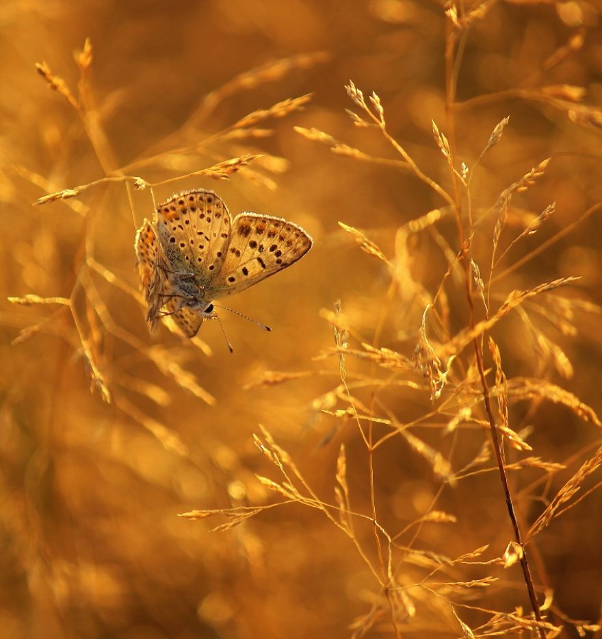 I Photograph The Beautiful Nature Of Poland