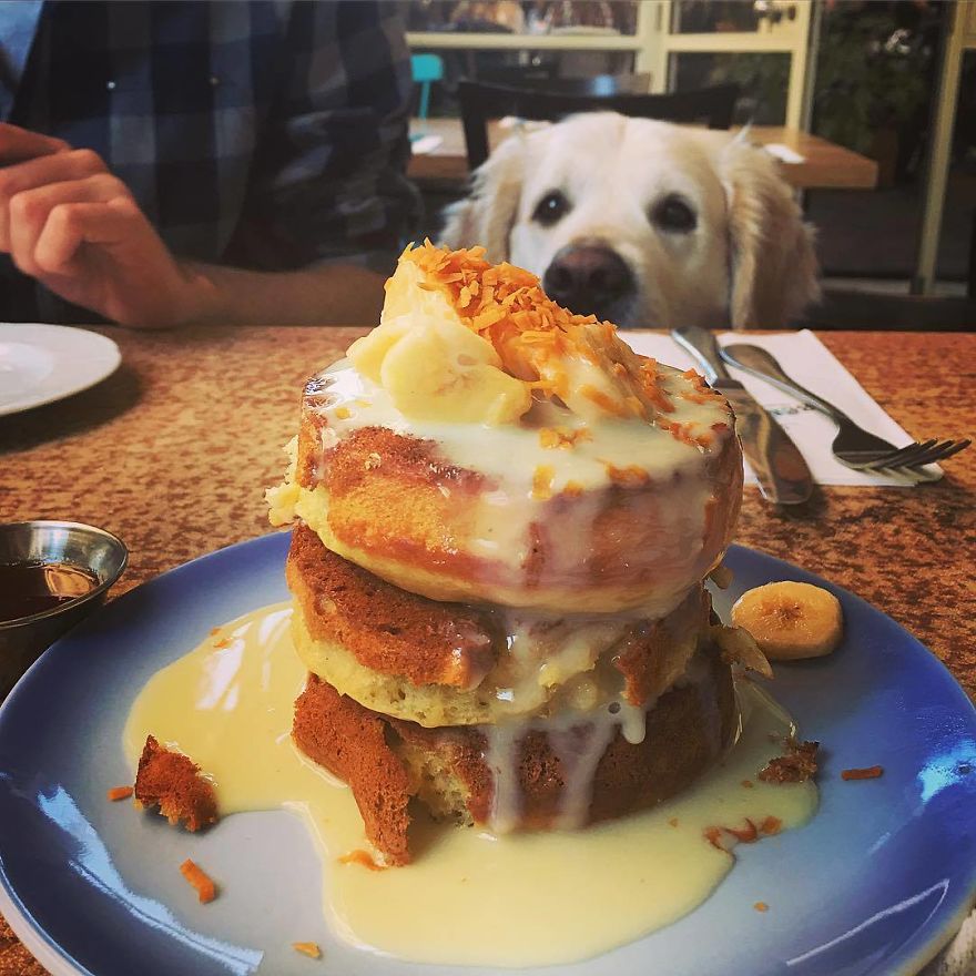 Golden Retriever Thomas Is A Real Foodie Dog