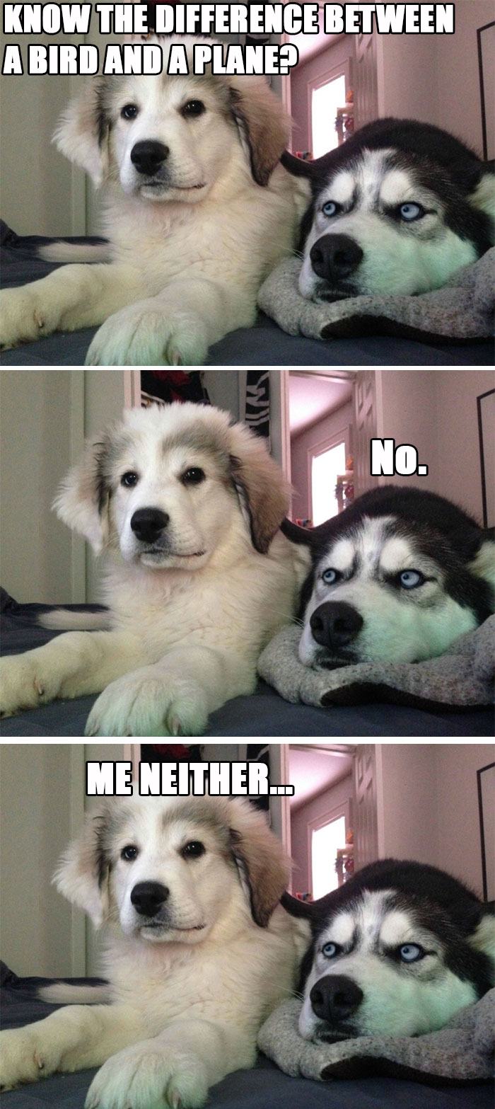 Know The Difference Between A Bird And A Plane?