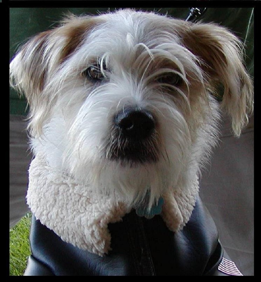 A small dog wearing a jacket, sitting outdoors.