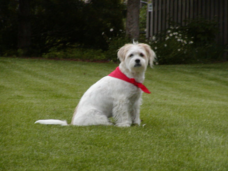 A white dog with red bandana sitting on green grass.