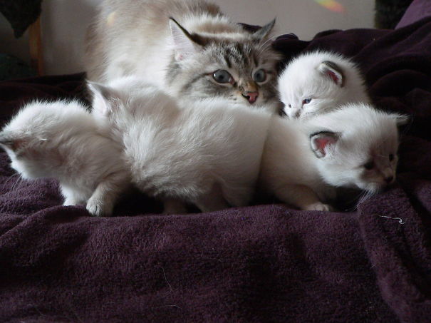 Aaargh, They Are Running Away!