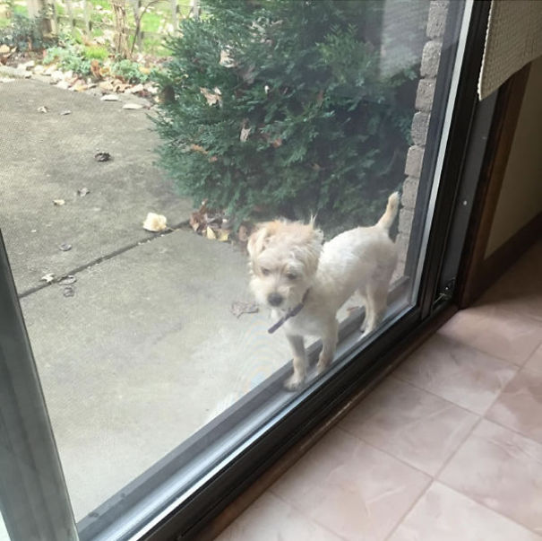 Pets That Got Themselves Hilariously Trapped