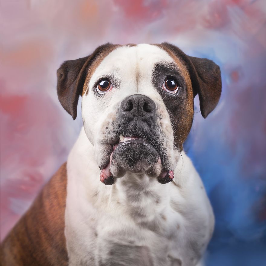 Photographer Creates Colourful Portraits Of Various Animals Photographer Creates Colourful Portraits Of Various Animals