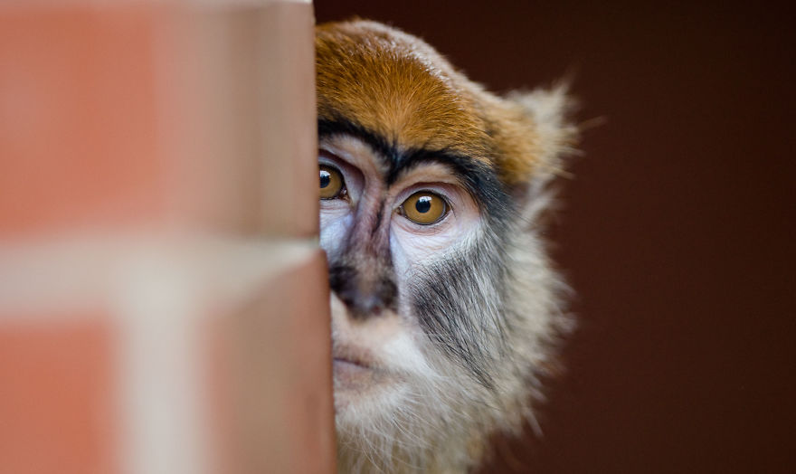 Portraits Of Zoo Animals Like You've Never Seen Them Before
