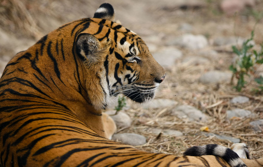 Portraits Of Zoo Animals Like You've Never Seen Them Before