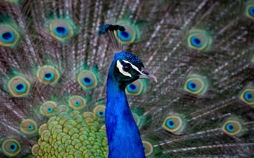 Portraits Of Zoo Animals Like You've Never Seen Them Before