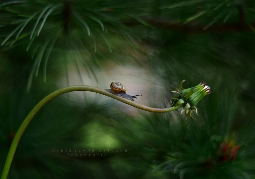 I Capture The Tiny World Of Snails In Poland I Capture The Tiny World Of Snails In Poland