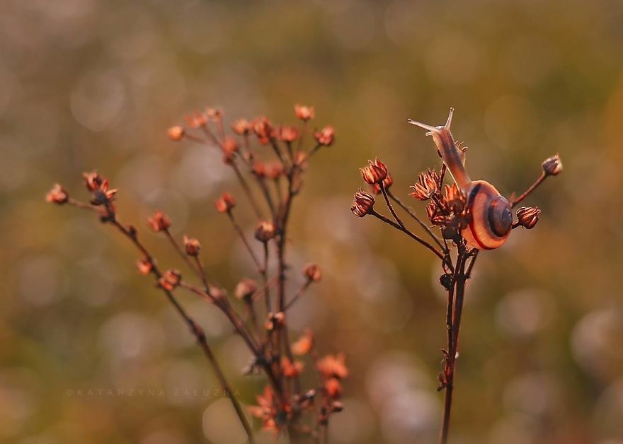 I Capture The Tiny World Of Snails In Poland