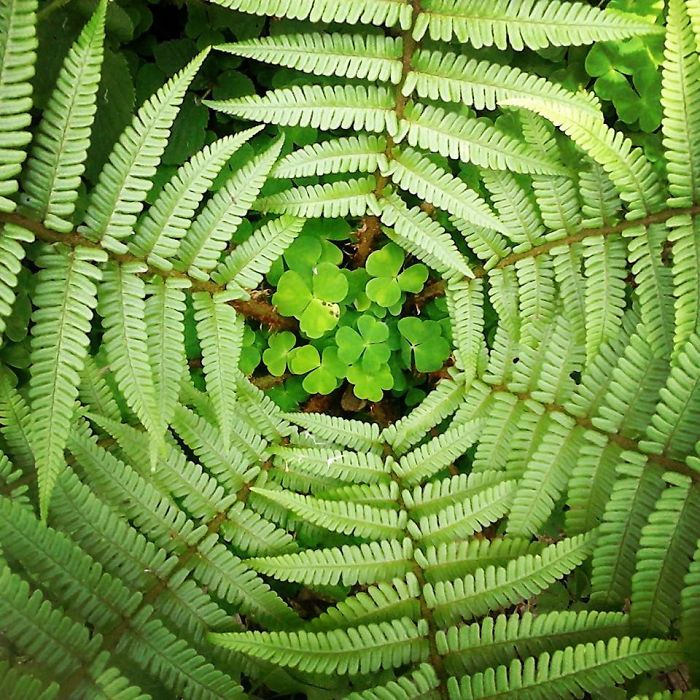 Shamrock... Ireland...