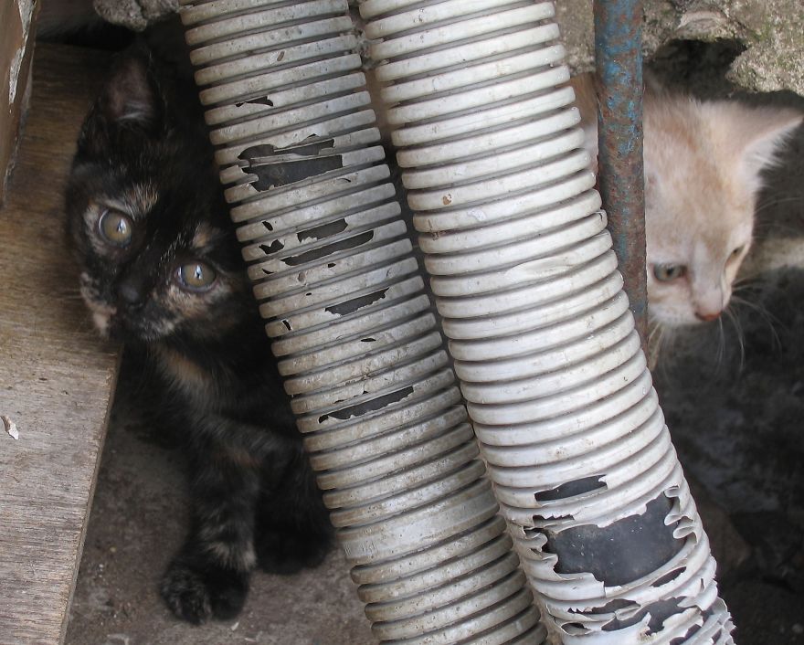 Secret Lives Of Street Cats In Riga