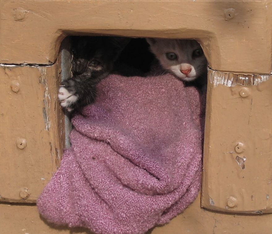 Secret Lives Of Street Cats In Riga