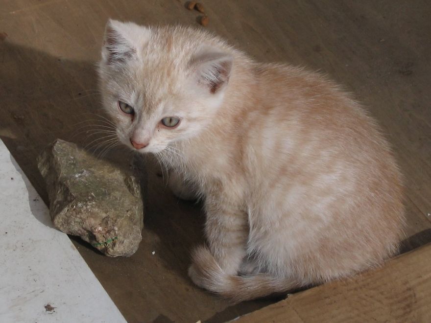 Secret Lives Of Street Cats In Riga