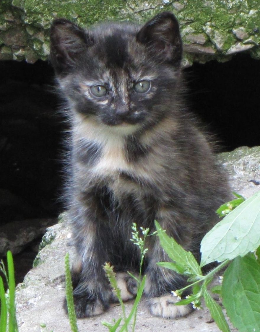 Secret Lives Of Street Cats In Riga