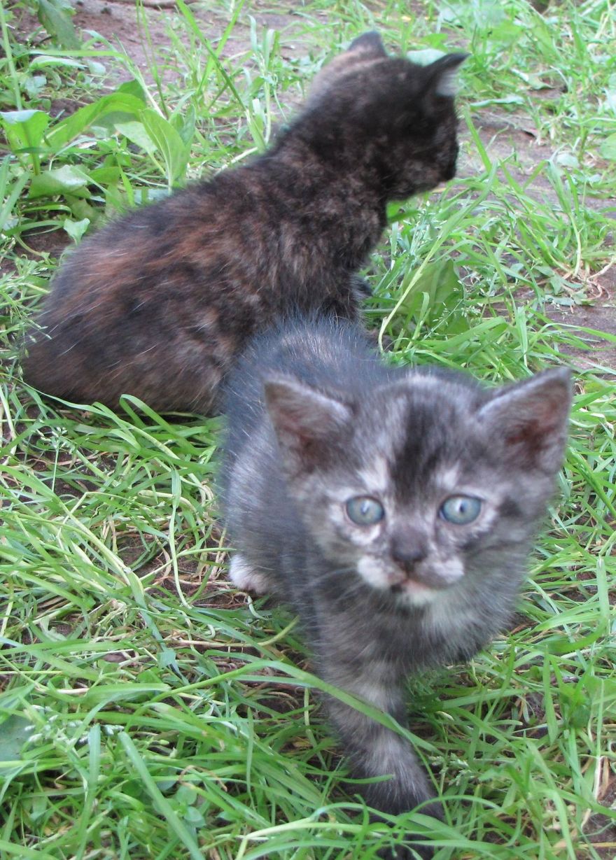 Secret Lives Of Street Cats In Riga