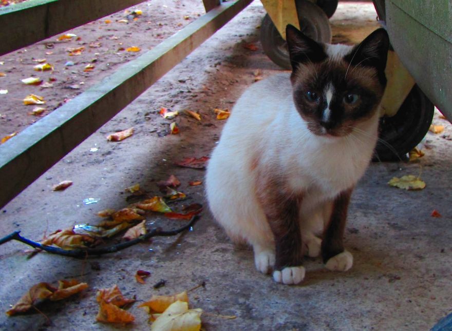 Secret Lives Of Street Cats In Riga