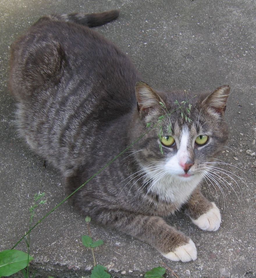 Secret Lives Of Street Cats In Riga