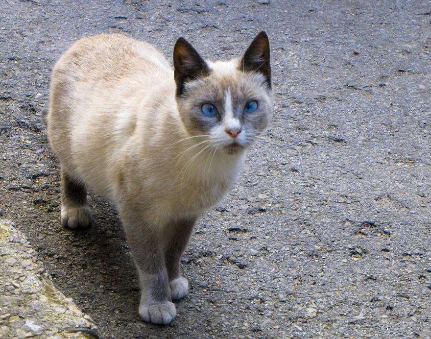 Secret Lives Of Street Cats In Riga