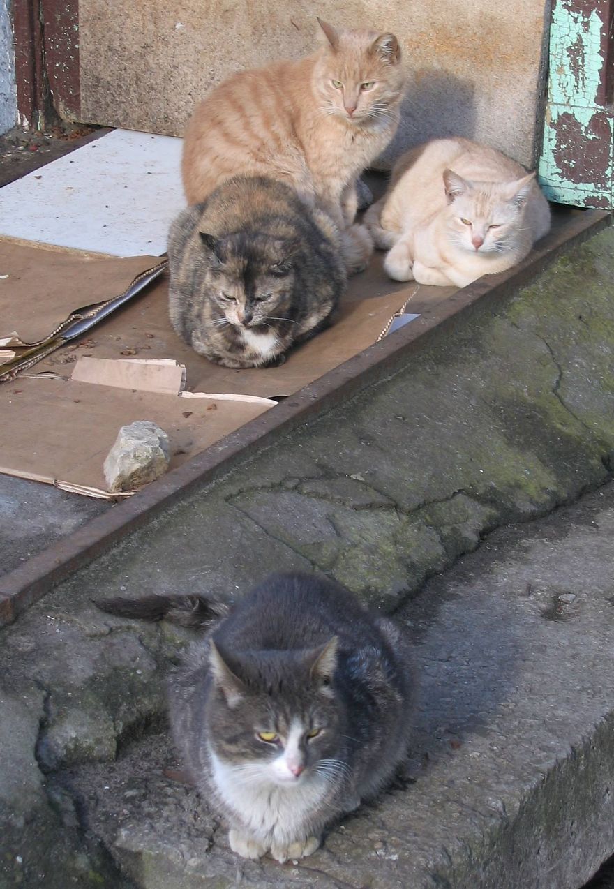Secret Lives Of Street Cats In Riga