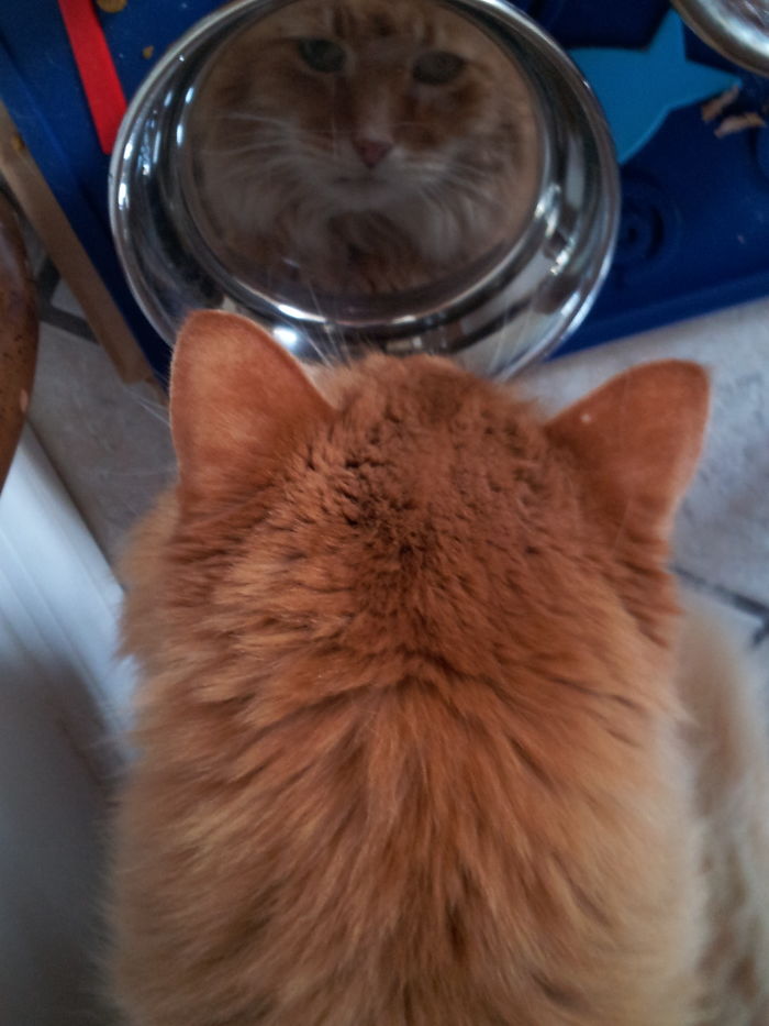 Simba Wonders Why Cat Is In His Water Bowl