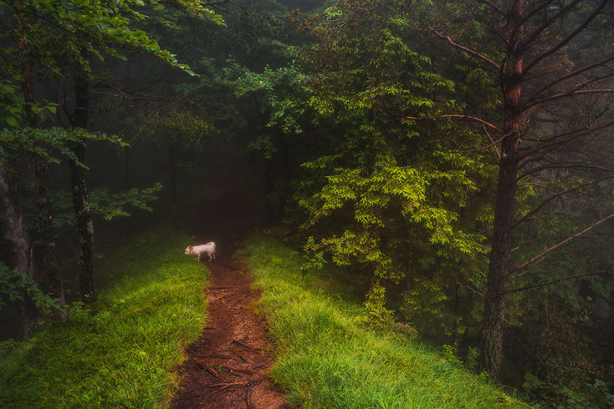 I Hiked To A Local Hill To Photograph A Foggy Morning