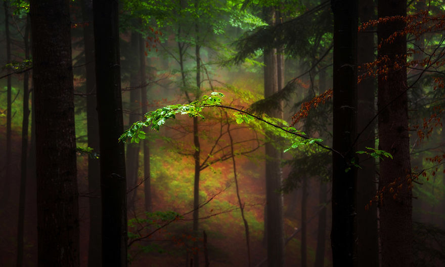 I Hiked To A Local Hill To Photograph A Foggy Morning