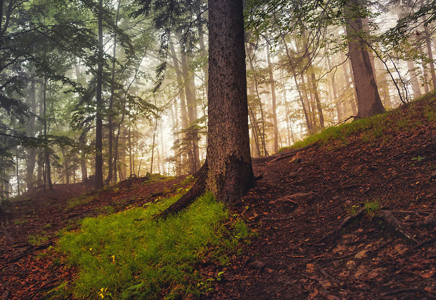 I Hiked To A Local Hill To Photograph A Foggy Morning I Hiked To A Local Hill To Photograph A Foggy Morning