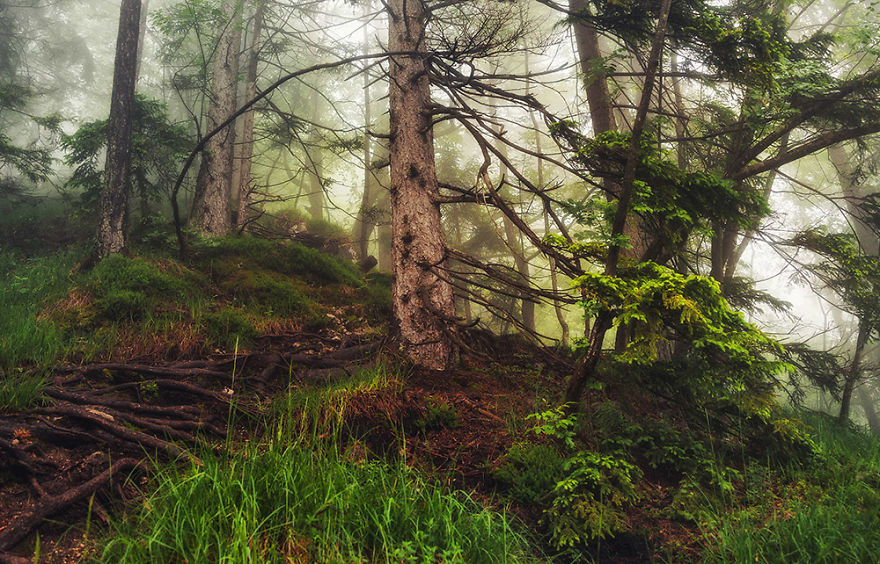 I Hiked To A Local Hill To Photograph A Foggy Morning