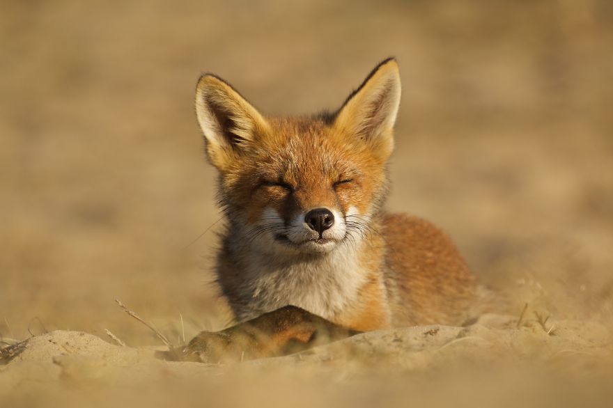 The Dune Foxes Of The Netherlands