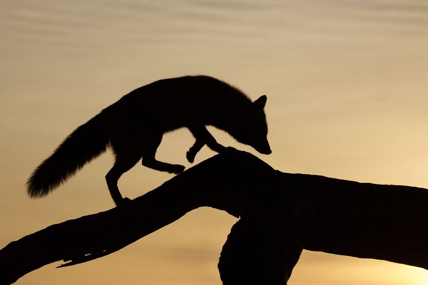The Dune Foxes Of The Netherlands The Dune Foxes Of The Netherlands