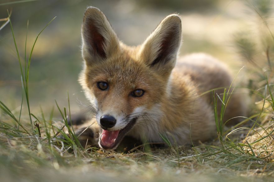 The Dune Foxes Of The Netherlands