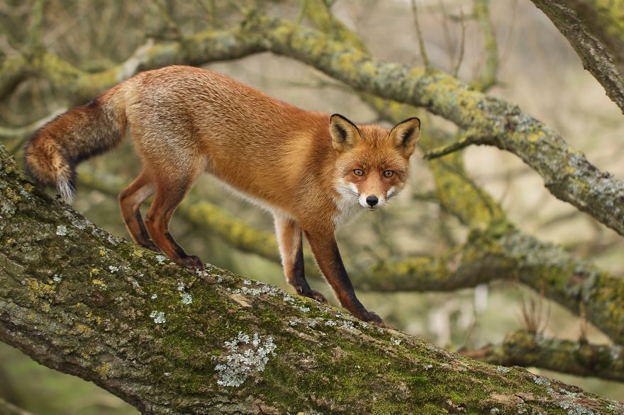 The Dune Foxes Of The Netherlands
