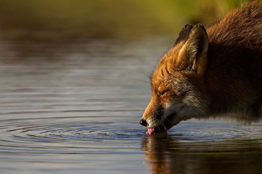 The Dune Foxes Of The Netherlands The Dune Foxes Of The Netherlands