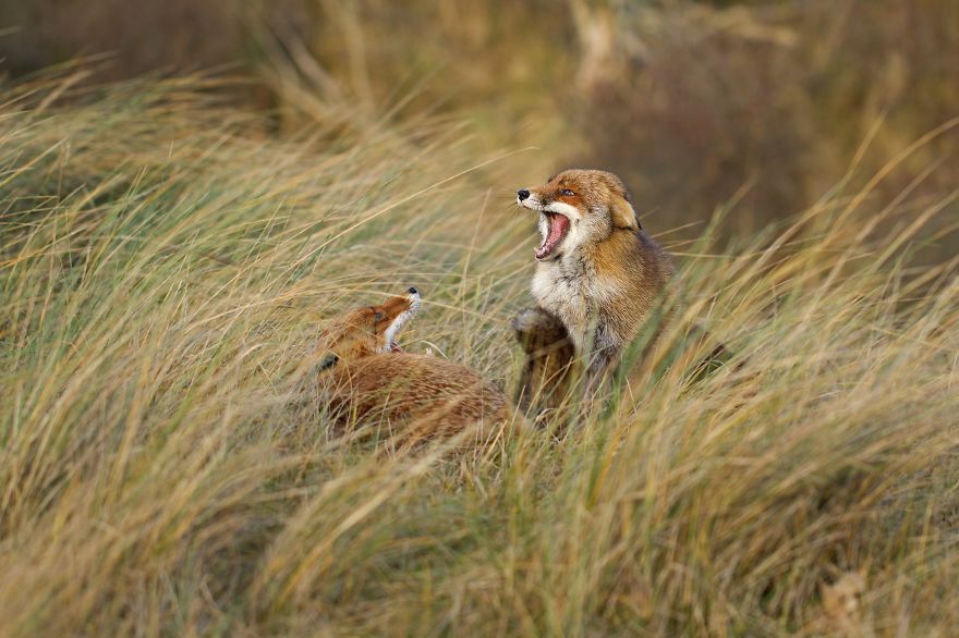 The Dune Foxes Of The Netherlands