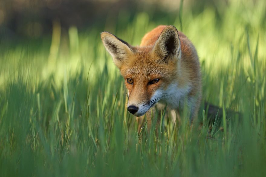 The Dune Foxes Of The Netherlands The Dune Foxes Of The Netherlands