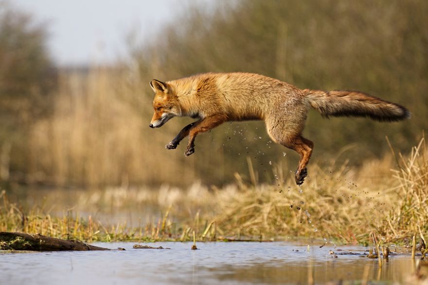 The Dune Foxes Of The Netherlands
