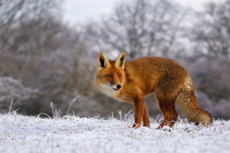 The Dune Foxes Of The Netherlands
