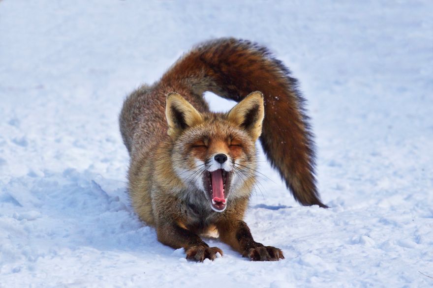 The Dune Foxes Of The Netherlands