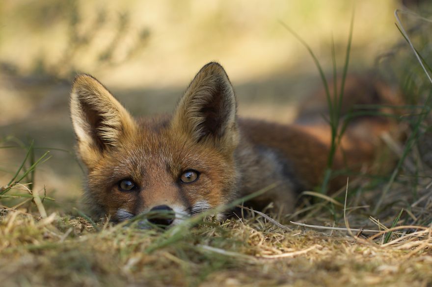 The Dune Foxes Of The Netherlands