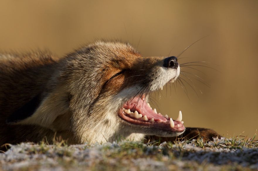 The Dune Foxes Of The Netherlands