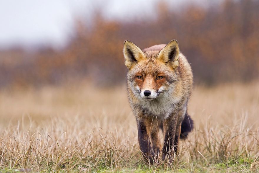 The Dune Foxes Of The Netherlands The Dune Foxes Of The Netherlands