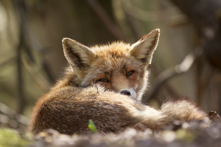 The Dune Foxes Of The Netherlands