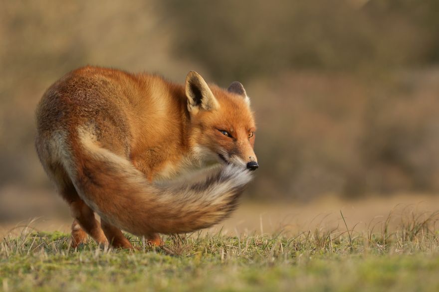 The Dune Foxes Of The Netherlands