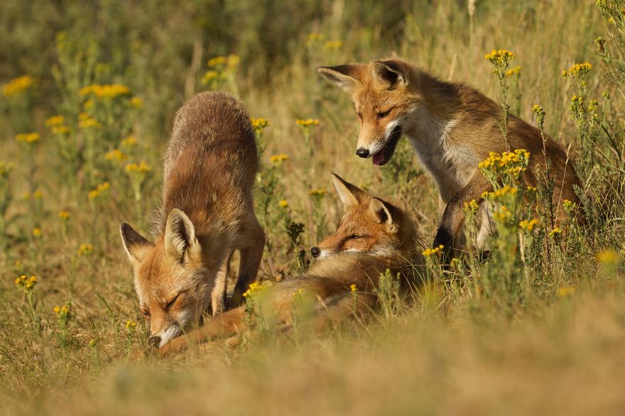 The Dune Foxes Of The Netherlands