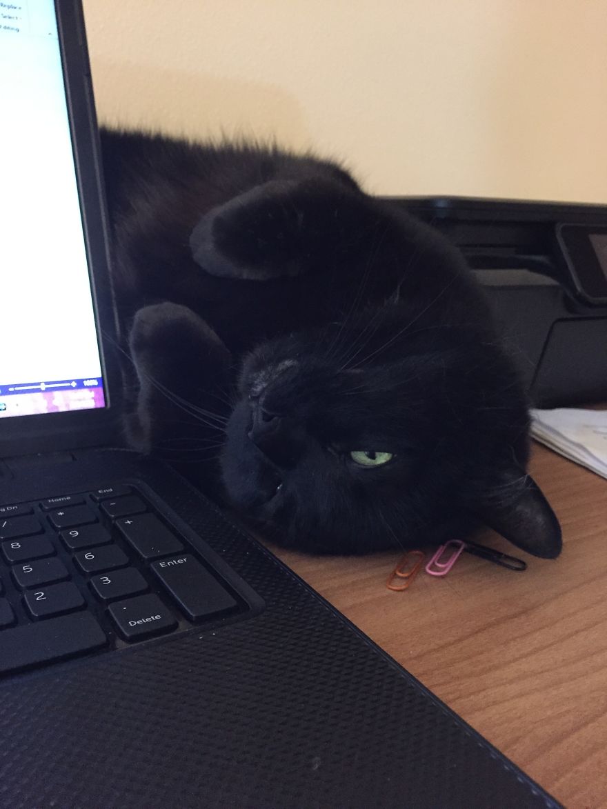 The Invinicible Cat The Invinicible Cat