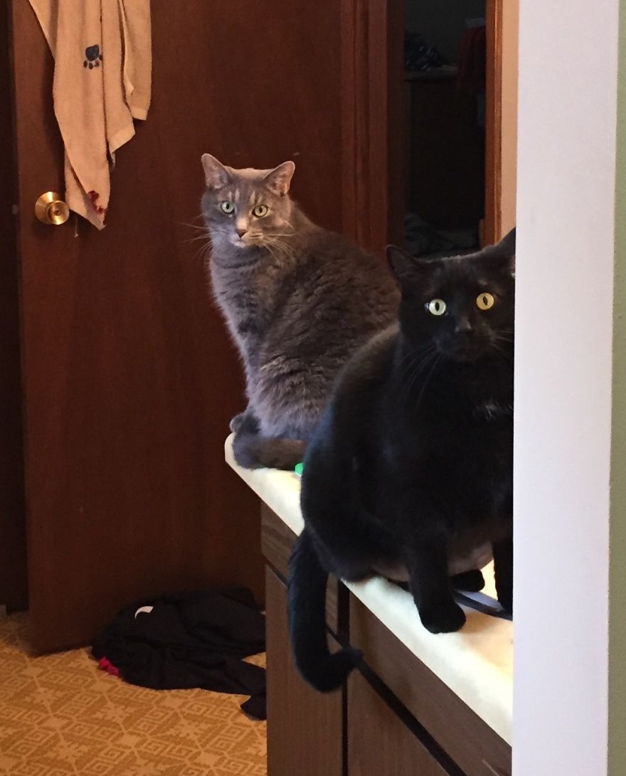 The Invinicible Cat The Invinicible Cat