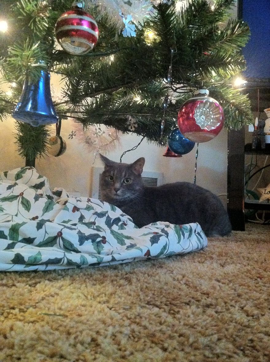 The Invinicible Cat The Invinicible Cat