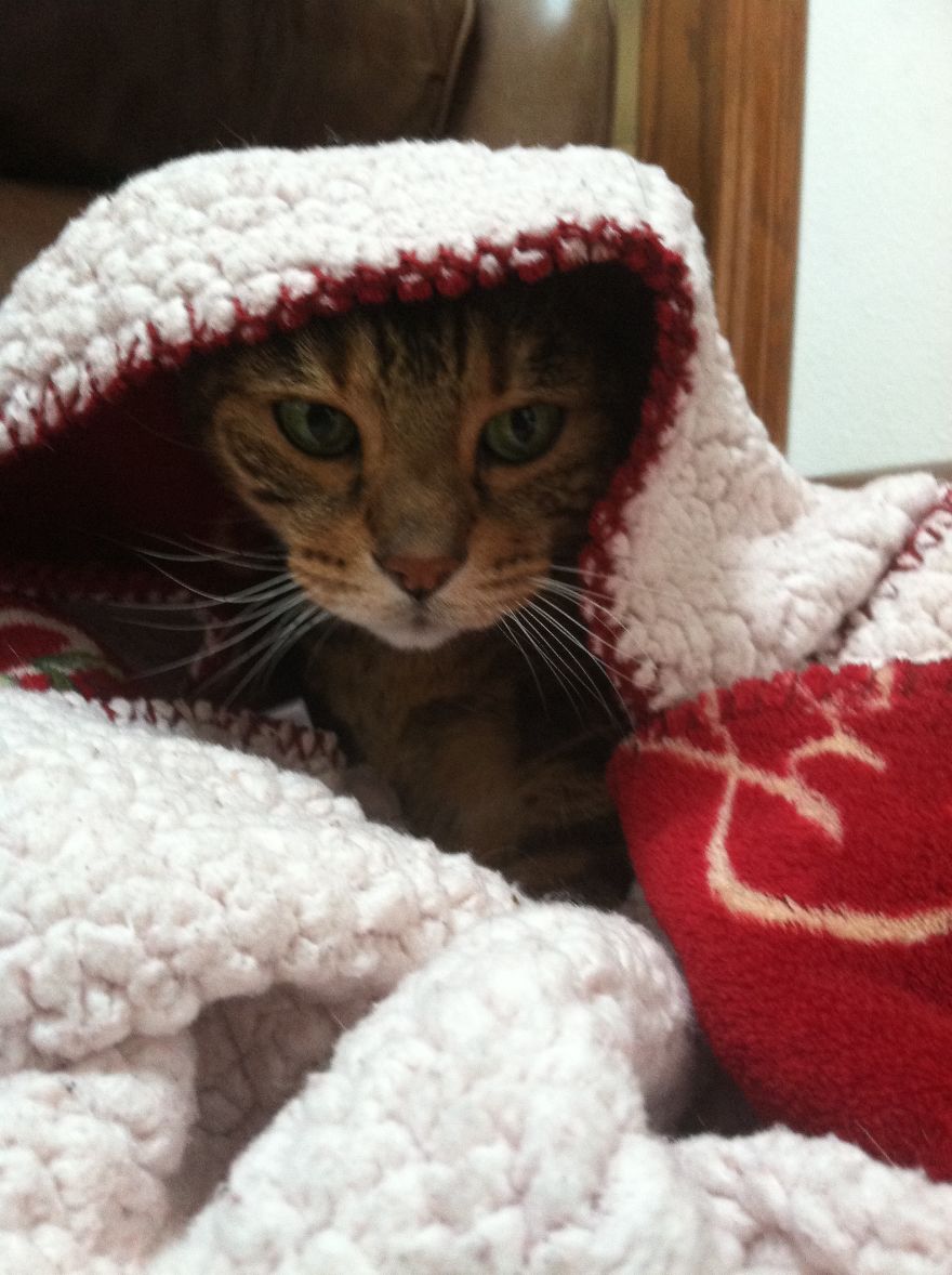 The Invinicible Cat The Invinicible Cat