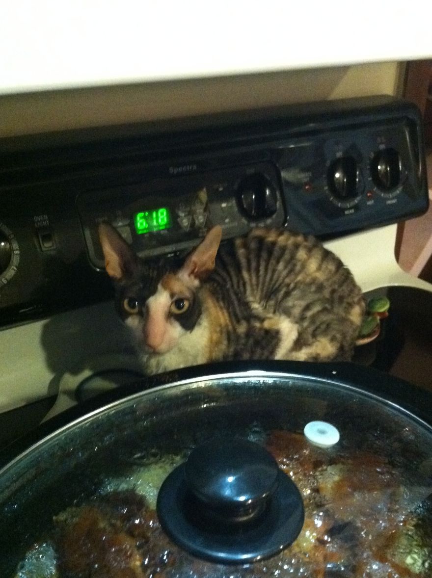 The Invinicible Cat The Invinicible Cat